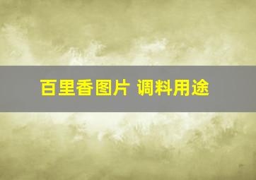 百里香图片 调料用途